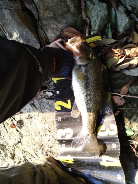 ミドストで１本